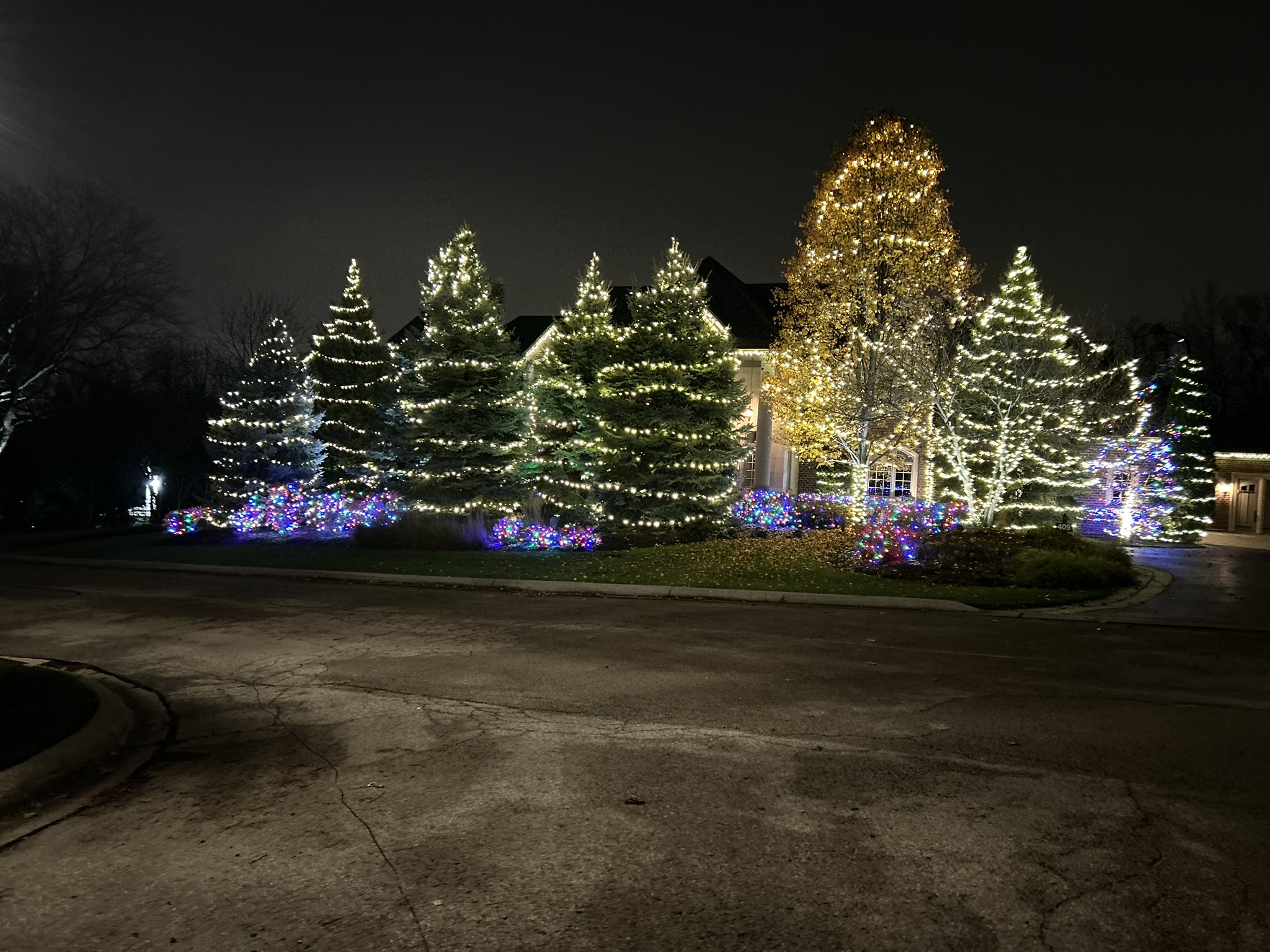 Row of tall evergreens wrapped in warm white and cool white lights